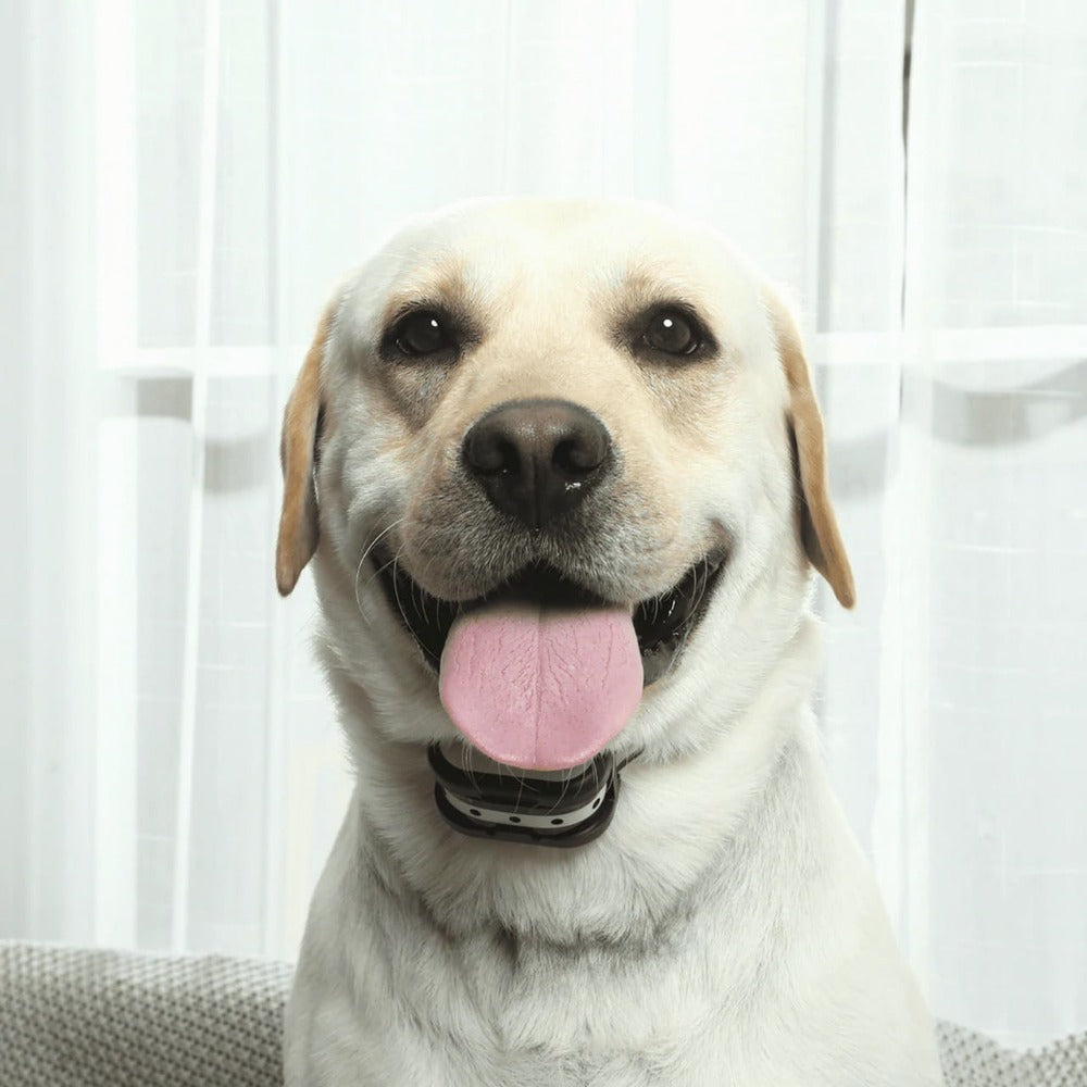 Clôture Électronique Sans Fil et Collier de Dressage pour Chien